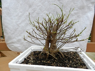 Ficus salifolia vs. Ficus salicifolia '89 01216