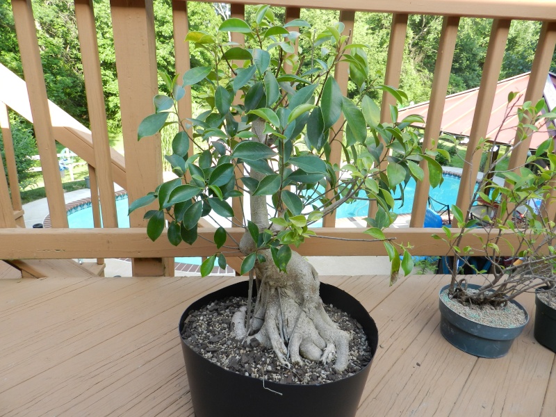 My biggest Ficus 01412
