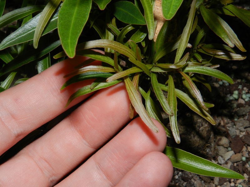 Progression of a Willow Leaf Ficus 01811