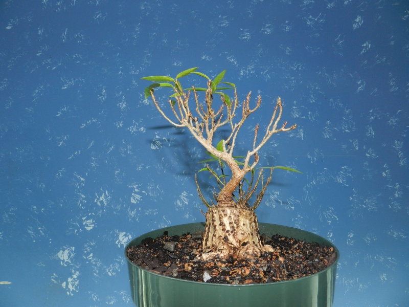Sumo Shohin Willow Leaf Ficus - Page 2 01912