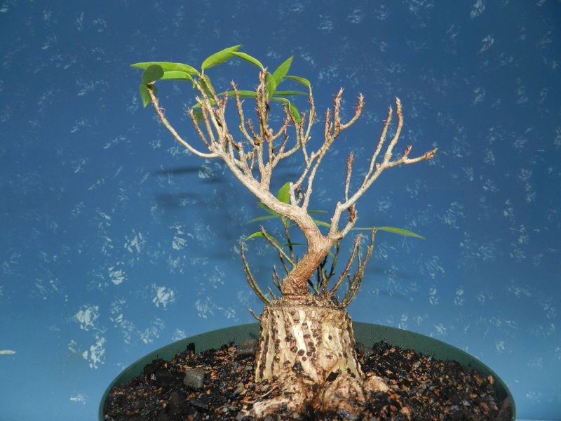 Sumo Shohin Willow Leaf Ficus - Page 2 02012