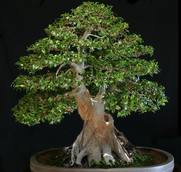 My biggest Ficus Wow10