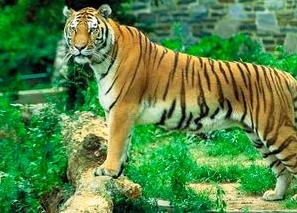 Tiger, größten Katzen der Welt! Kanigs10
