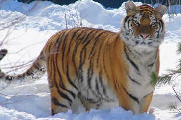 Tiger, größten Katzen der Welt! Sibiri10