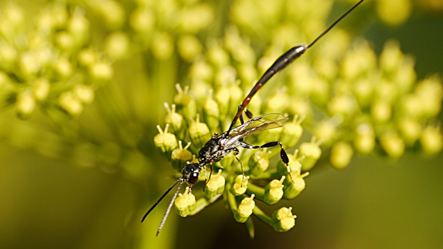 Mes premières photos avec un macrospic lens 110