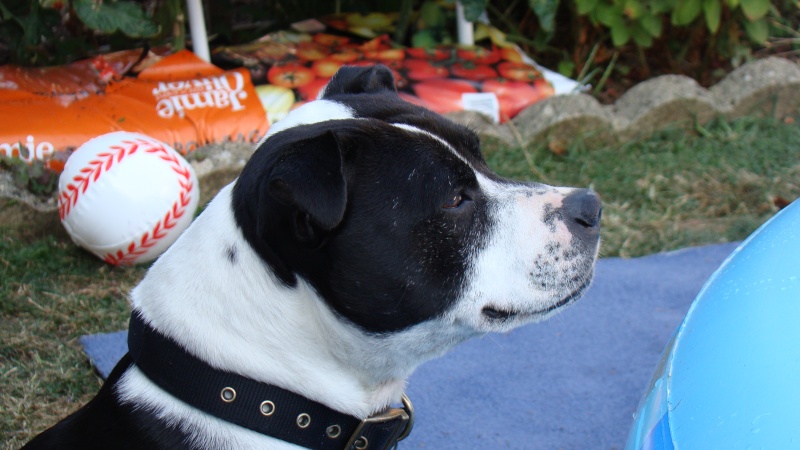 Jazz - Staffie, Bitch (4-5 Years) Dsc05310