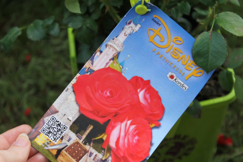 [20 ans] Disneyland Paris crée sa « Princesse Disney» Img_2713