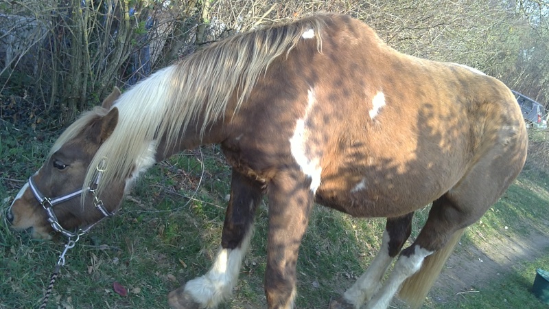 URGENT !! Vend jument idéale rando, prix à débattre si prise avec sa copine. 23032011