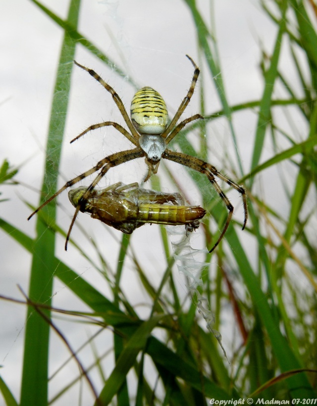 Argiope bruennichi P1080012