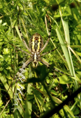 Argiope bruennichi P1090010