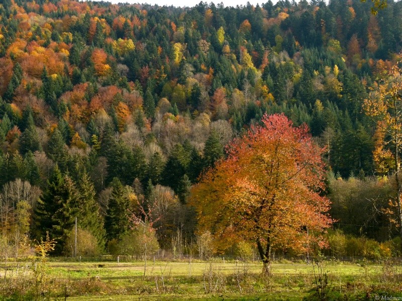 couleurs d 'automne et cascades P1120112