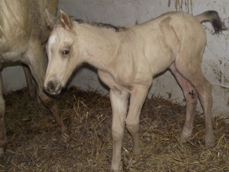 [Résolu] Isabelle et champagne Dscf2419