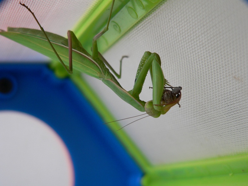 MANTIS Religiosa P1030711