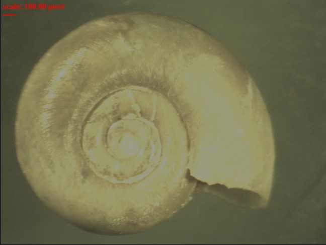 Planorbidae Planor11