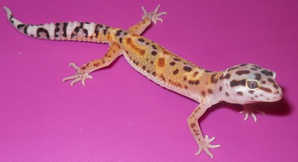 Leopard Gecko Morphs! Babies to adults! Males and Females! Emerin10