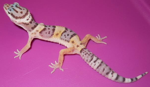 Leopard Gecko Morphs! Babies to adults! Males and Females! Fhypo210