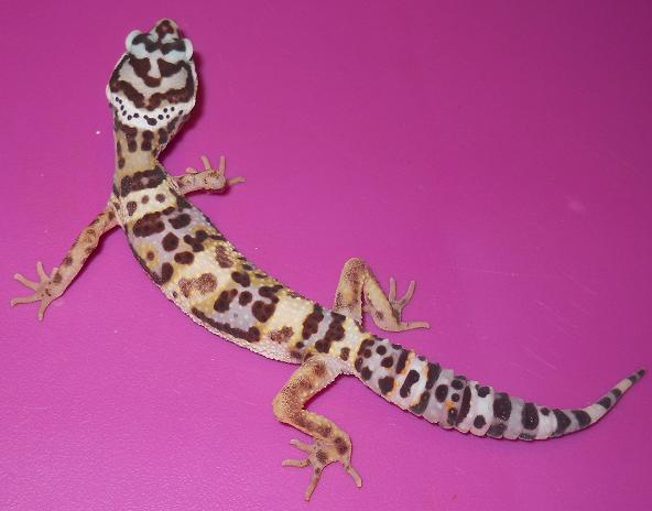 Leopard Gecko Morphs! Babies to adults! Males and Females! Hallow11