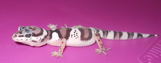 Leopard Gecko Morphs! Babies to adults! Males and Females! Macksn13