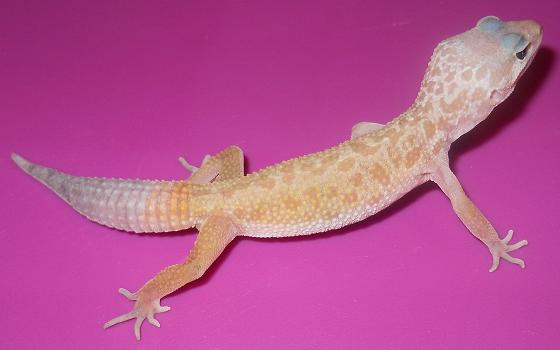 Leopard Gecko Morphs! Babies to adults! Males and Females! Murphy10