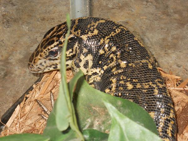 Available Animals! Tegu210