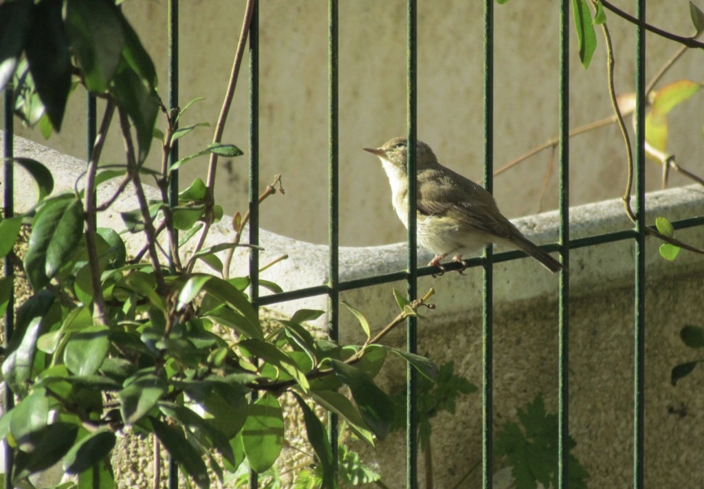 Les animaux de nos jardins... - Page 3 Fullsi45