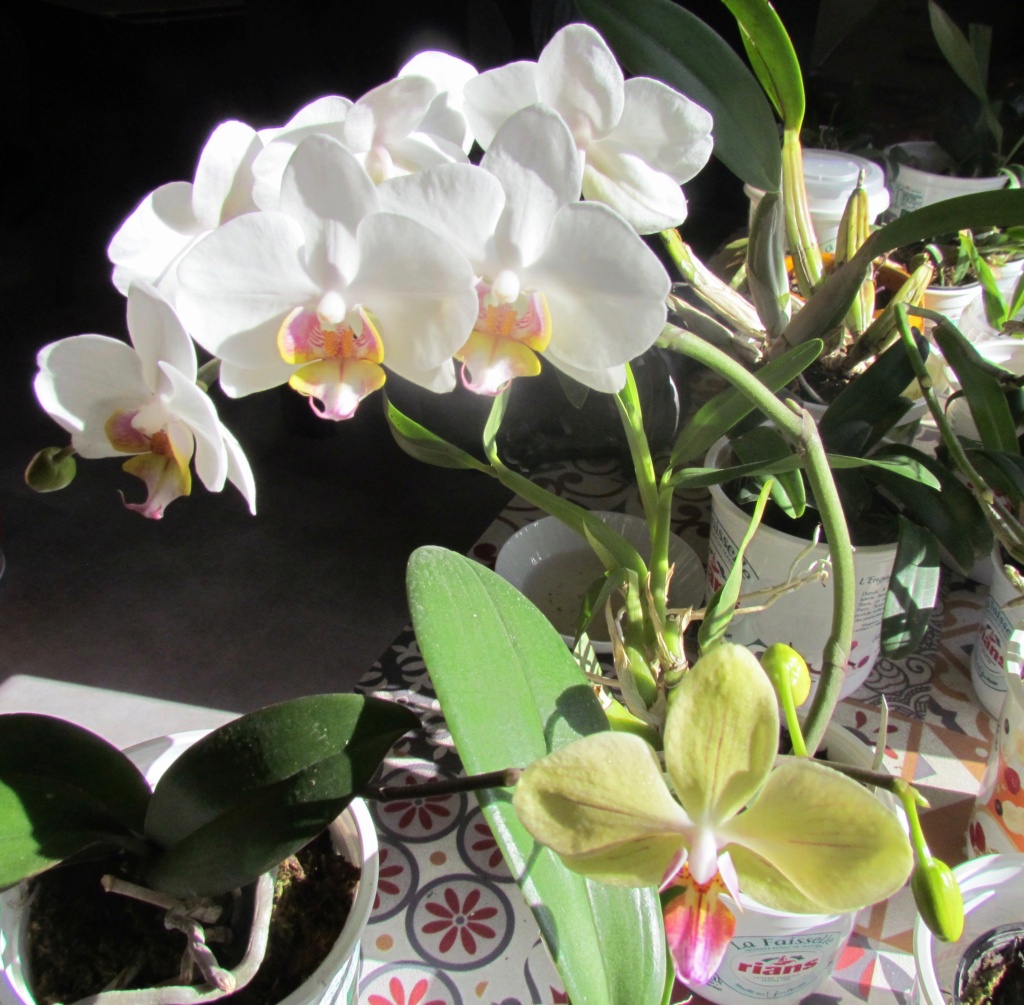 Phalaenopsis hybrides Img_8617