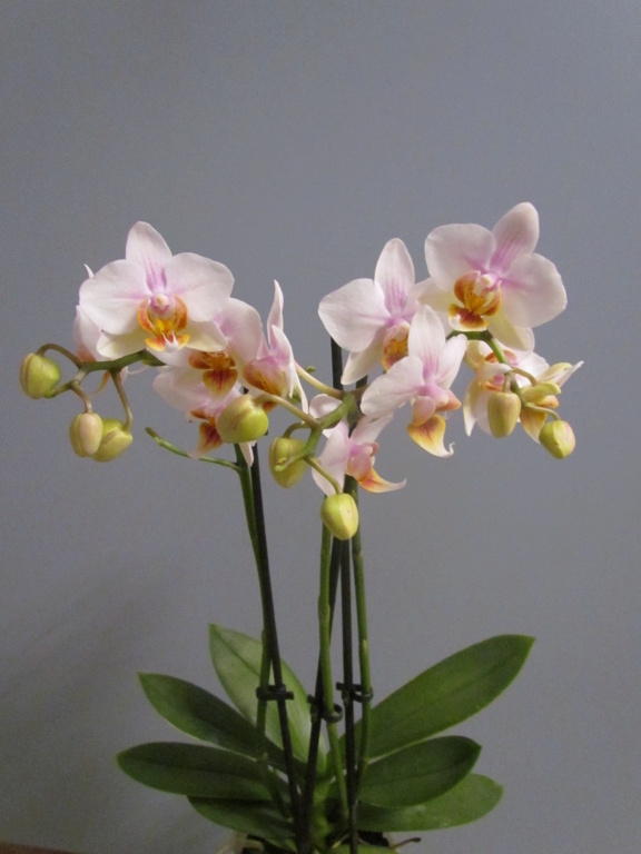 Phalaenopsis hybrides Img_8711