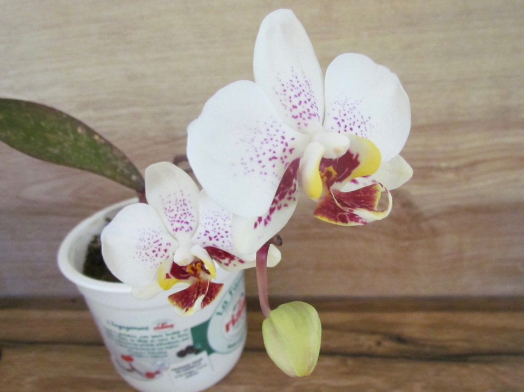 Phalaenopsis hybrides Img_8713