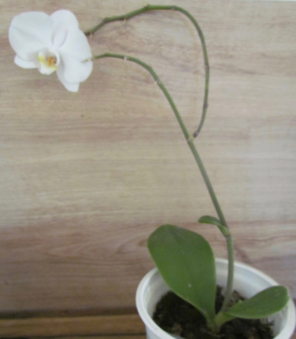 Phalaenopsis hybrides Img_8715