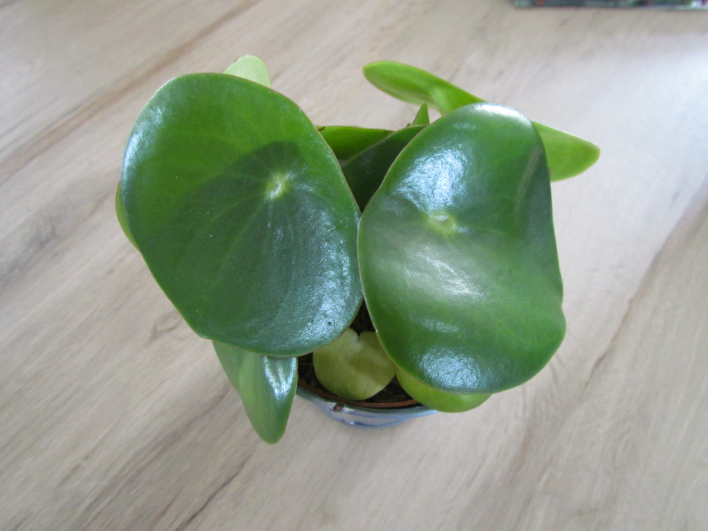 Identification. Pilea peperomioides, Img_8815