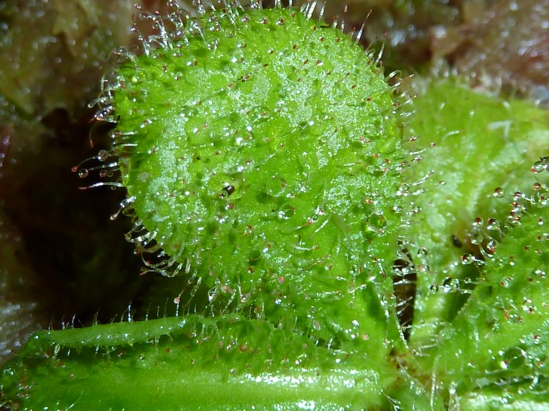 Drosera Schizandra et Prolifera  P1010722