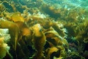 Бурая водоросль: морская капуста, ламинария, фукус пузырчатый, аскофиллум узлованый, келп 001310