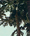 Дынное дерево или Папайя Dynnoe10