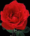 Роза садовая Roza10