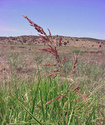 Сорго аллепское Sorgo10