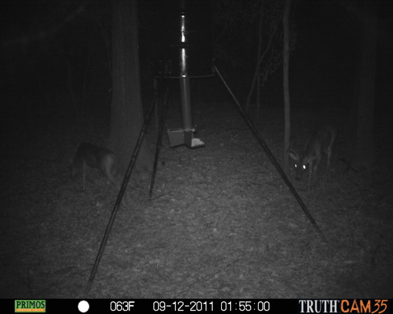Trail cam pictures Prms0011