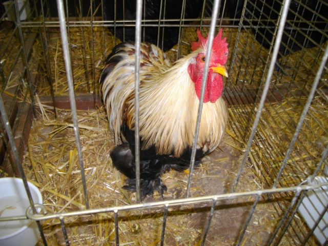 Ma passion pour l'aviculture 1coqpa15