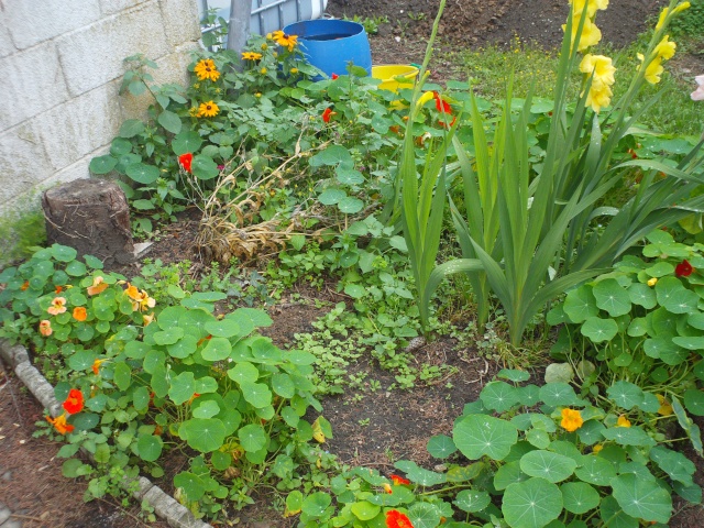 Ma terrasse  Dsc00116