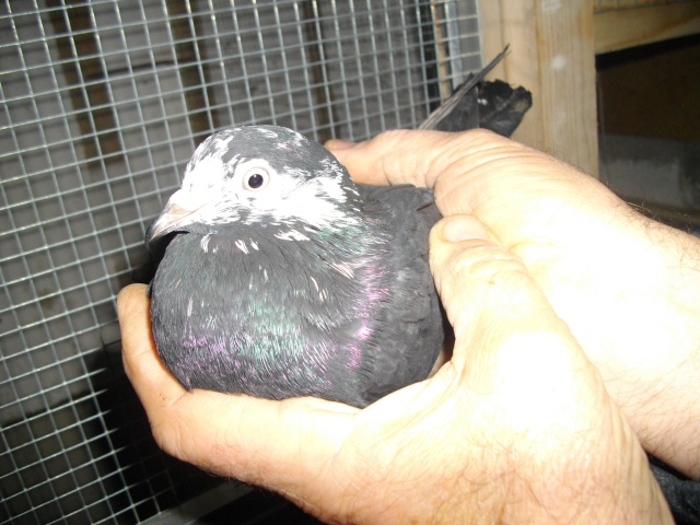 Mes pigeons Femell10