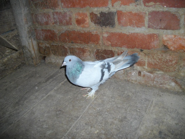 Mes pigeons Maleta13