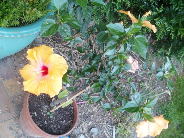 Hibiscus rosa sinensis - Page 7 P7240215