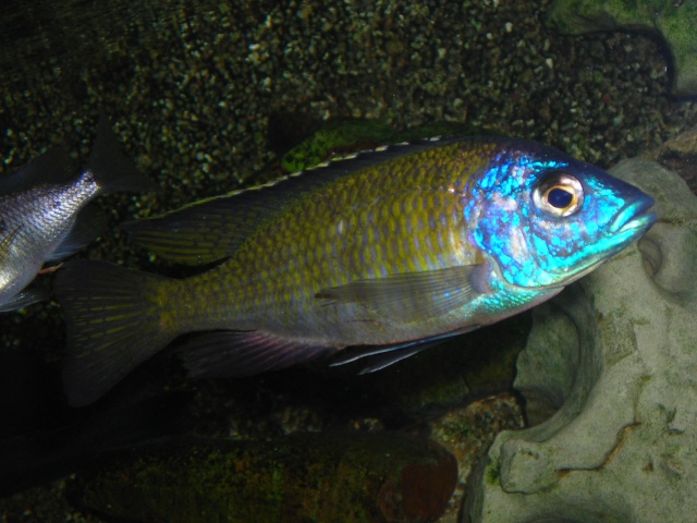 Mes poissons Placid10