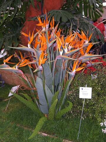 Oiseau Du Paradis Strelitzia Reginae