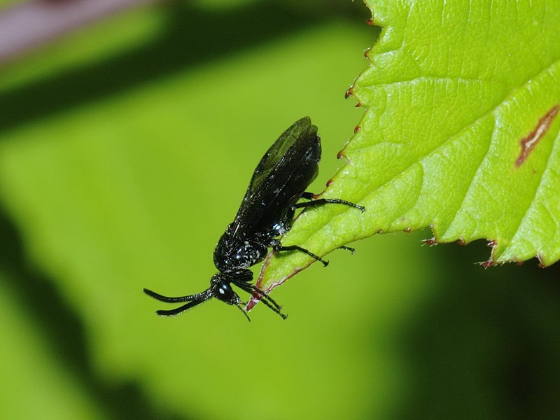 Tenthrédinidé à identifier 823510