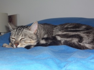 Bugsy, magnifique chat marbré gris (Whiskas), né au printemps 2010 100_0320