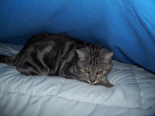 Bugsy, magnifique chat marbré gris (Whiskas), né au printemps 2010 - Page 2 100_0613