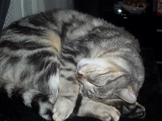 Bugsy, magnifique chat marbré gris (Whiskas), né au printemps 2010 - Page 2 100_0710