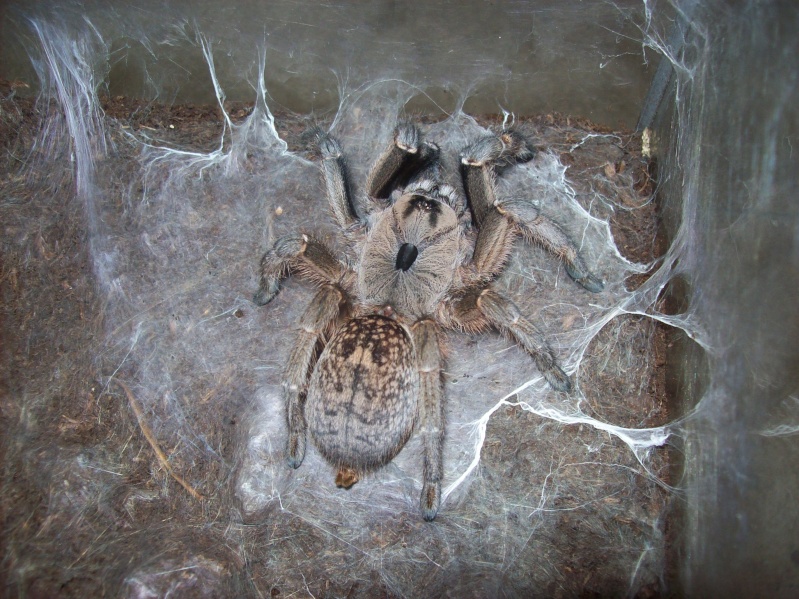 Ceratogyrus sanderi 103_0114