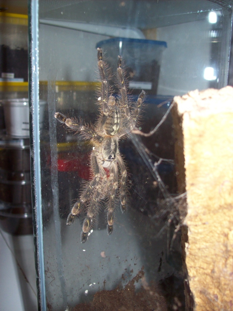 Poecilotheria subfusca 103_0121