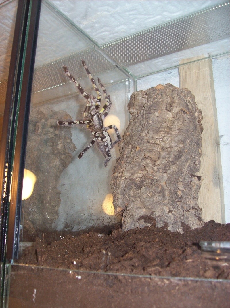 Poecilotheria - Poecilotheria striata 103_0410